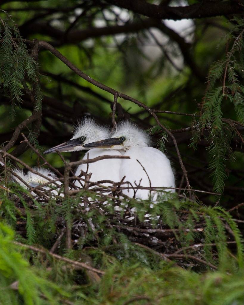 Snowy Egret chicks by Roger Smith is licensed under CC BY-NC-ND 2.0.